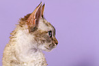 Devon Rex Portrait