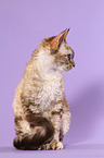 sitting Devon Rex