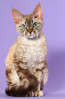 sitting Devon Rex