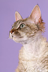 Devon Rex Portrait