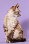 sitting Devon Rex