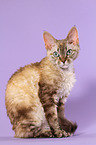 sitting Devon Rex