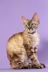 Devon Rex Portrait