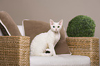 sitting Devon Rex