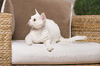 lying Devon Rex