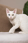 sitting Devon Rex