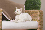 lying Devon Rex