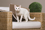 standing Devon Rex