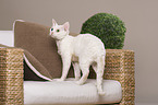 standing Devon Rex