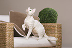 sitting Devon Rex