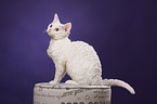 sitting Devon Rex