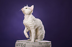 sitting Devon Rex