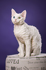 sitting Devon Rex