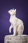 sitting Devon Rex