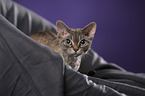 Devon Rex Portrait