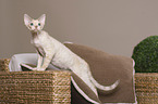 standing Devon Rex