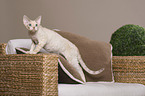 standing Devon Rex