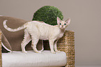 standing Devon Rex