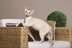 standing Devon Rex