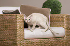 standing Devon Rex