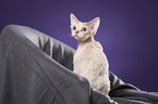 sitting Devon Rex