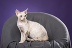 sitting Devon Rex