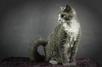 sitting Devon Rex