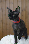 Devon Rex