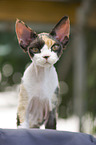 sitting Devon Rex