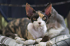 lying Devon Rex