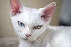 Devon Rex Portrait