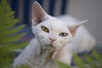 Devon Rex Portrait