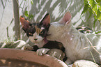 2 Devon Rex