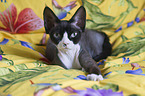 lying Devon Rex