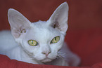 Devon Rex Portrait