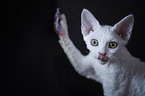 young Devon Rex