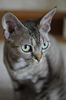 Devon Rex Portrait