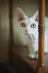 lying Devon Rex