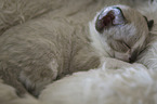 Devon Rex Kitten