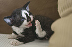 Devon Rex Kitten