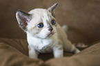 Devon Rex Kitten