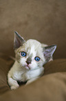 Devon Rex Kitten