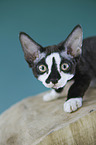 Devon Rex