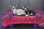 Devon Rex Kitten