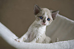 Devon Rex Kitten