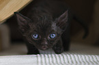 Devon Rex Kitten