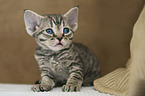 Devon Rex Kitten