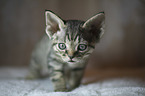 Devon Rex Kitten