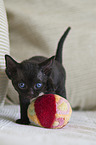 Devon Rex Kitten