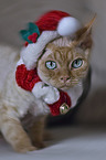 Devon Rex